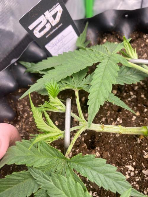 CCG x GreenHouse Seeds. Week 5