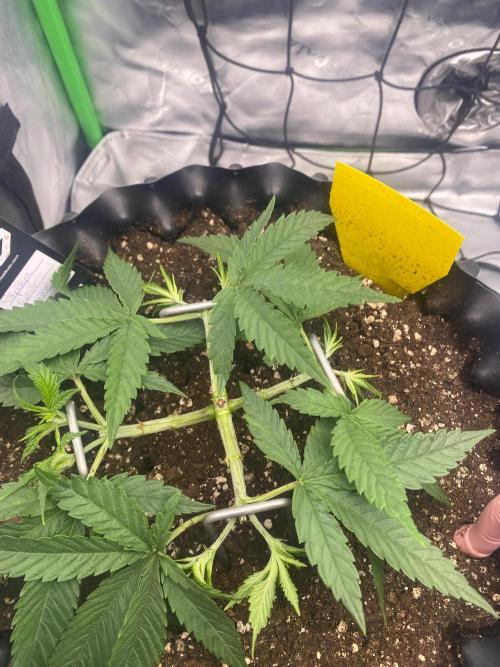 CCG x GreenHouse Seeds. Week 5