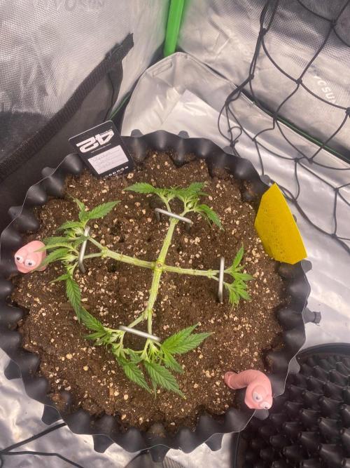 CCG x GreenHouse Seeds. Week 5