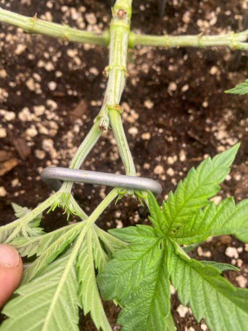 CCG x GreenHouse Seeds. Week 5