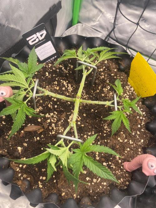 CCG x GreenHouse Seeds. Week 5
