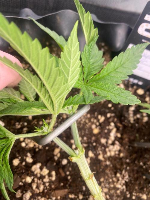 CCG x GreenHouse Seeds. Week 5