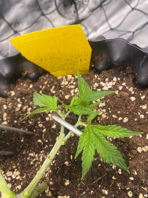 CCG x GreenHouse Seeds. Week 5