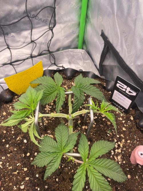CCG x Green House Seed Co.. Week 5