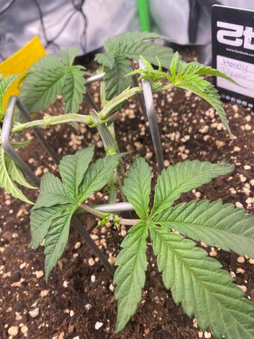 CCG x Green House Seed Co.. Week 5