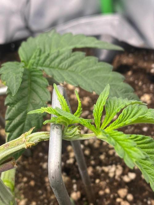 CCG x Green House Seed Co.. Week 5