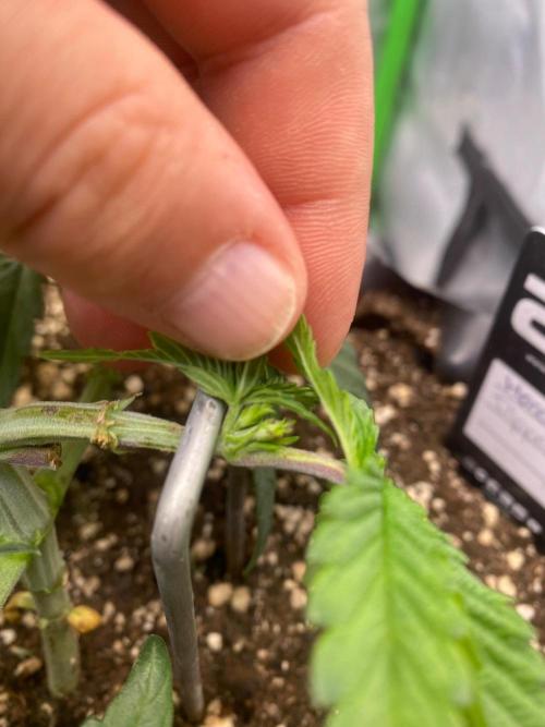CCG x Green House Seed Co.. Week 5