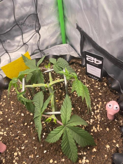 CCG x Green House Seed Co.. Week 5