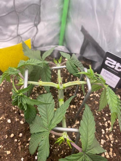 CCG x Green House Seed Co.. Week 5