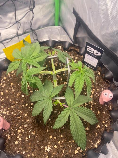 CCG x Green House Seed Co.. Week 5