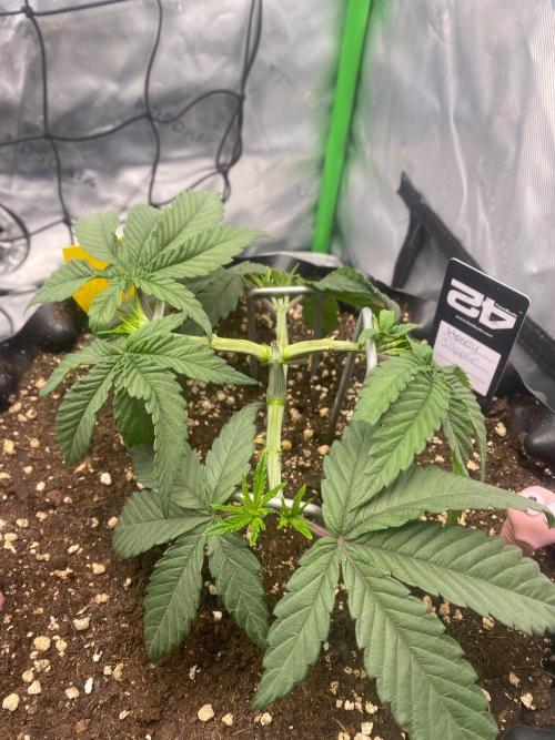 CCG x Green House Seed Co.. Week 5
