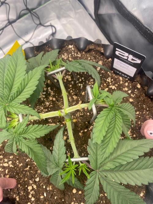 CCG x Green House Seed Co.. Week 5