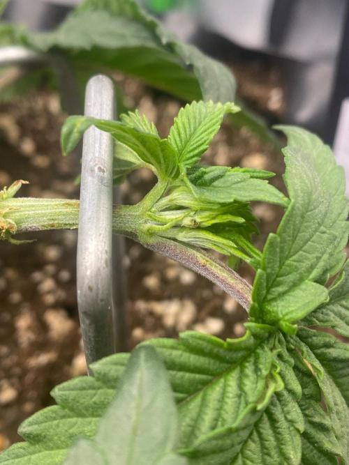 CCG x Green House Seed Co.. Week 5