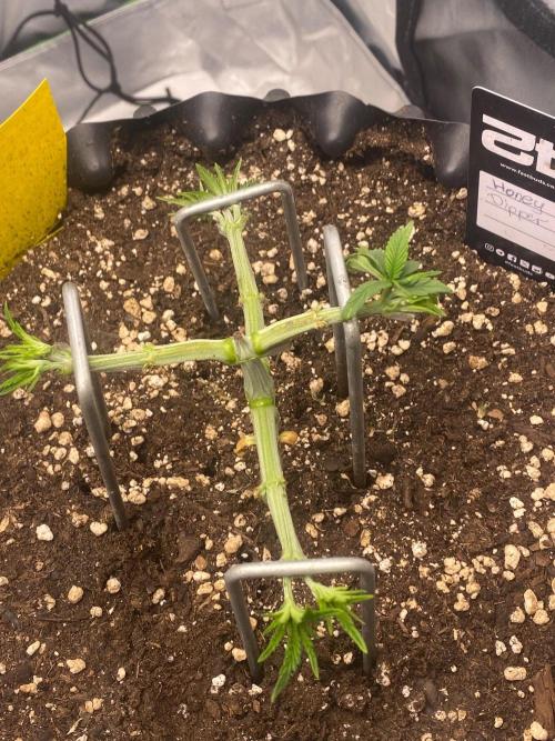 CCG x Green House Seed Co.. Week 5