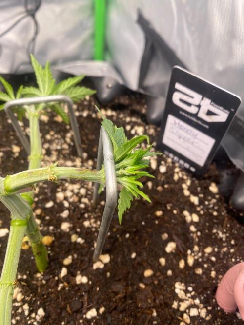 CCG x Green House Seed Co.. Week 5