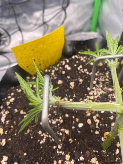 CCG x Green House Seed Co.. Week 5