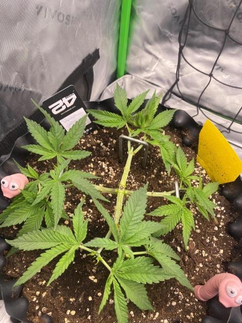 CCG x GreenHouse Seeds. Week 6