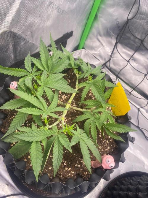 CCG x GreenHouse Seeds. Week 6