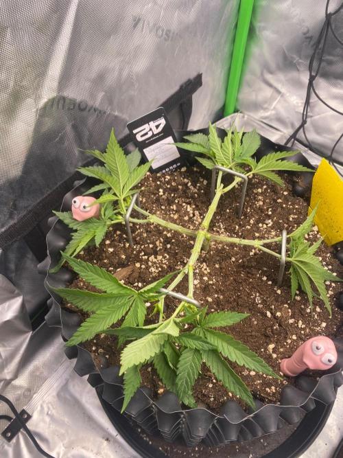 CCG x GreenHouse Seeds. Week 6