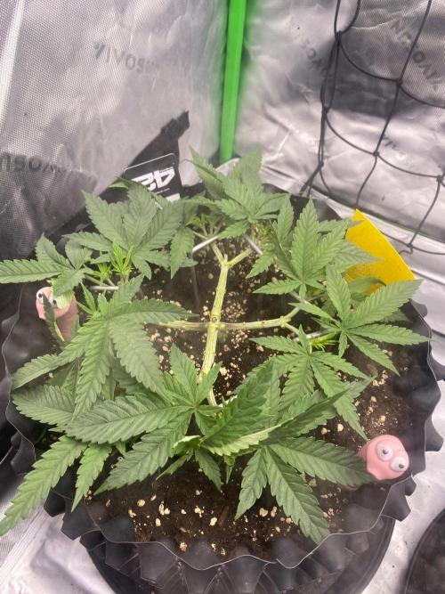CCG x GreenHouse Seeds. Week 6