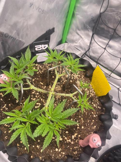 CCG x GreenHouse Seeds. Week 6