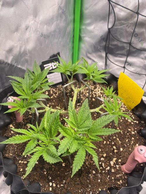CCG x GreenHouse Seeds. Week 6