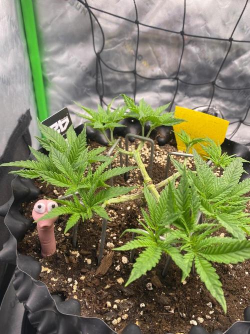CCG x GreenHouse Seeds. Week 6