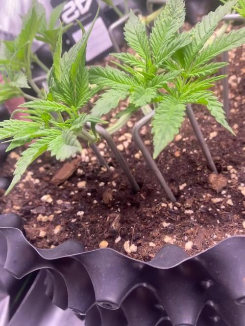 CCG x GreenHouse Seeds