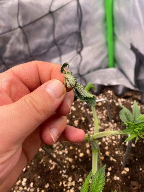CCG x Green House Seed Co.. Week 6