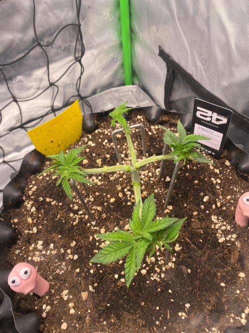 CCG x Green House Seed Co.. Week 6