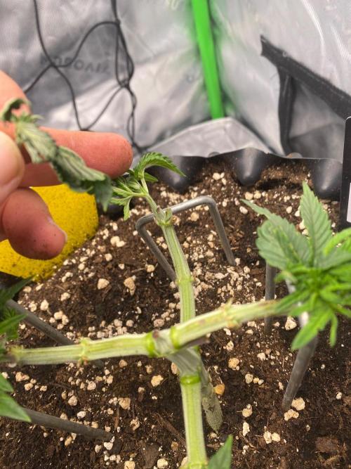 CCG x Green House Seed Co.. Week 6