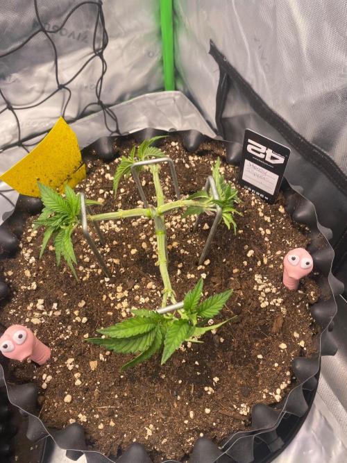 CCG x Green House Seed Co.. Week 6