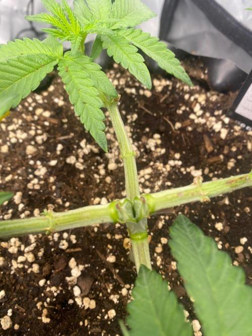 CCG x Green House Seed Co.. Week 6 - Der Bruch im Stamm