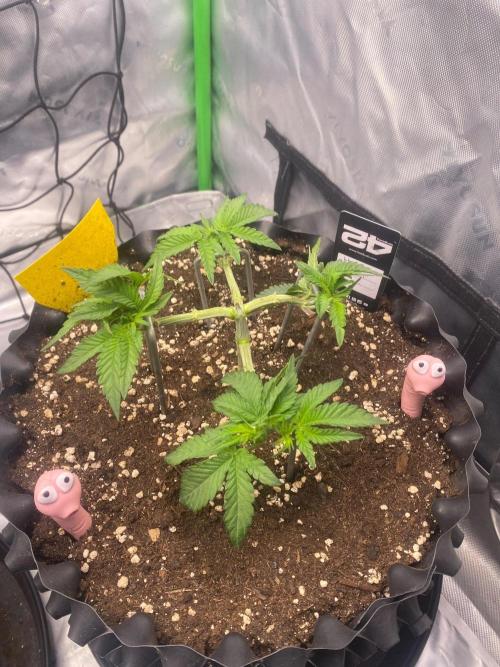 CCG x Green House Seed Co.. Week 6