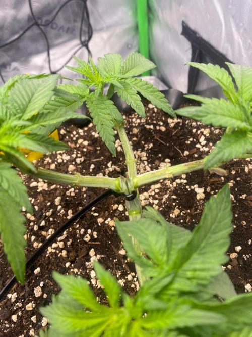 CCG x Green House Seed Co.. Week 6
