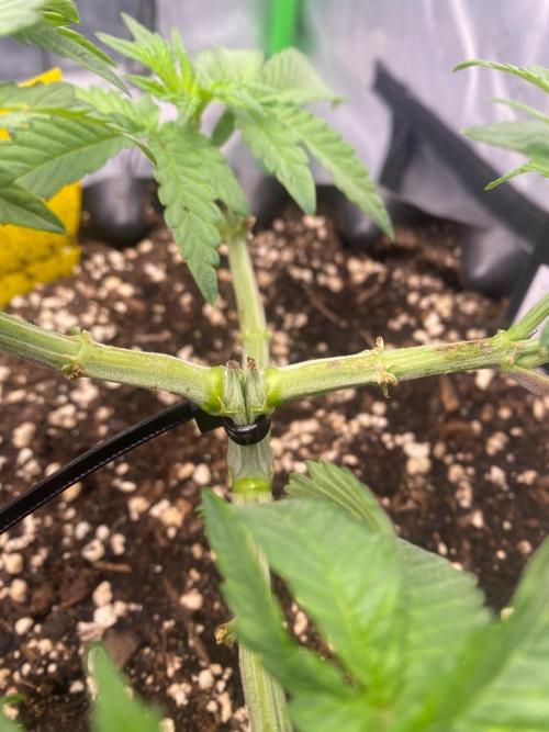 CCG x Green House Seed Co.. Week 6