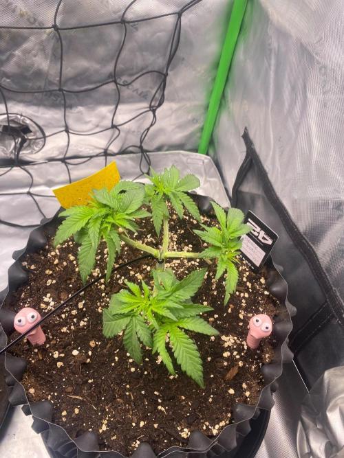 CCG x Green House Seed Co.. Week 6