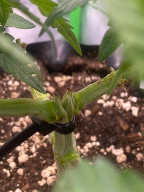 CCG x Green House Seed Co.. Week 6 - Provisorisch mit Kabelbinder 