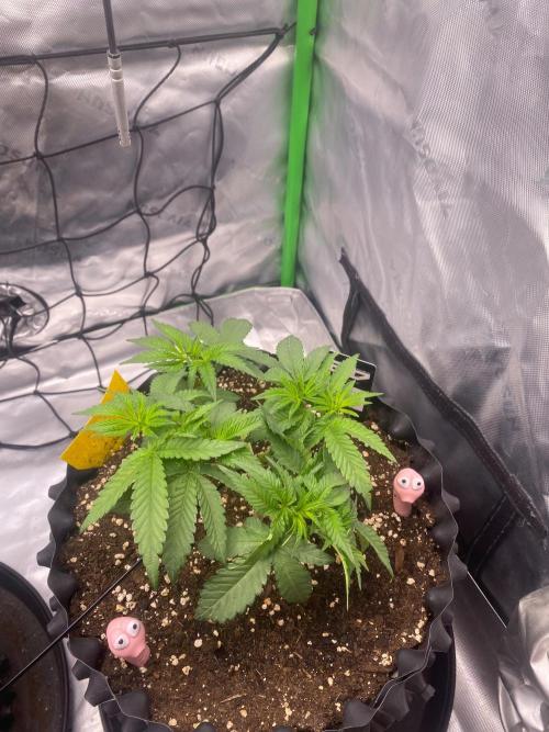 CCG x Green House Seed Co.. Week 6