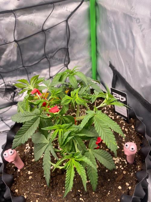 CCG x Green House Seed Co.. Week 6