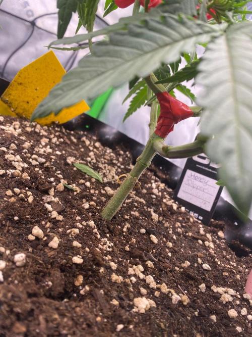 CCG x Green House Seed Co.. Week 6 - Wurde Sonntag nochmal statt kabelbinder Isolierband benutzt