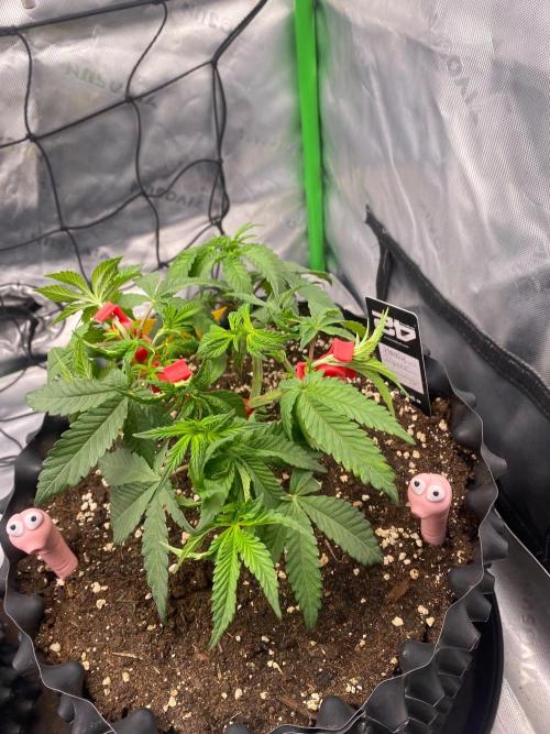 CCG x Green House Seed Co.. Week 6