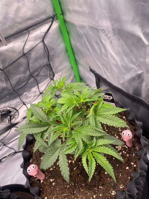 CCG x Green House Seed Co.. Week 7
