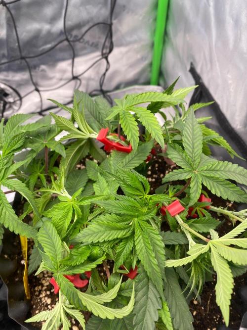 CCG x Green House Seed Co.. Week 7