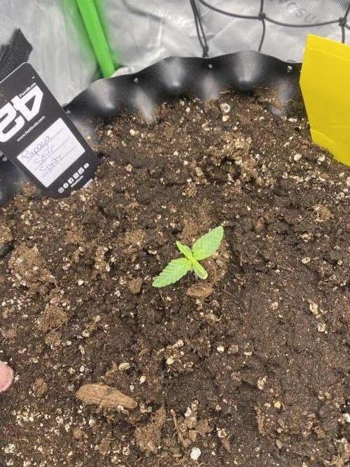 CCG x GreenHouse Seeds. Week 2