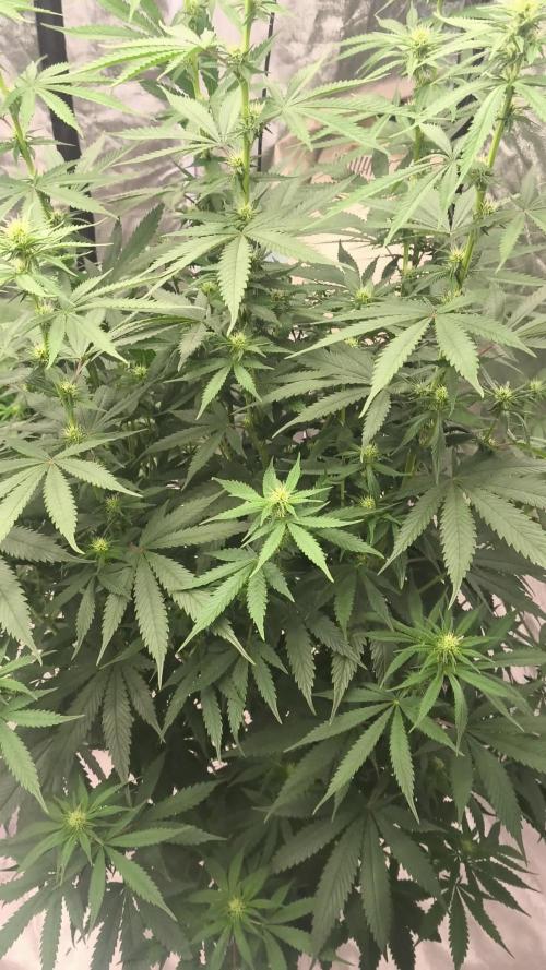 Big Z, Cream Caramel, Supersilvergary