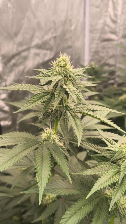 Big Z, Cream Caramel, Supersilvergary