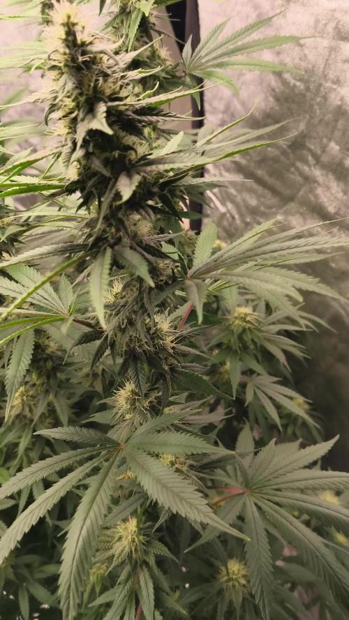 Big Z, Cream Caramel, Supersilvergary