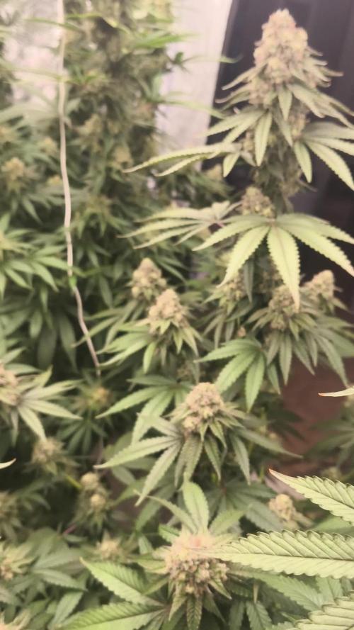 Big Z, Cream Caramel, Supersilvergary