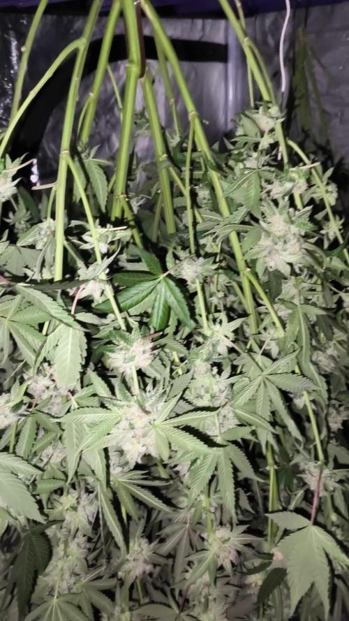 Big Z, Cream Caramel, Supersilvergary